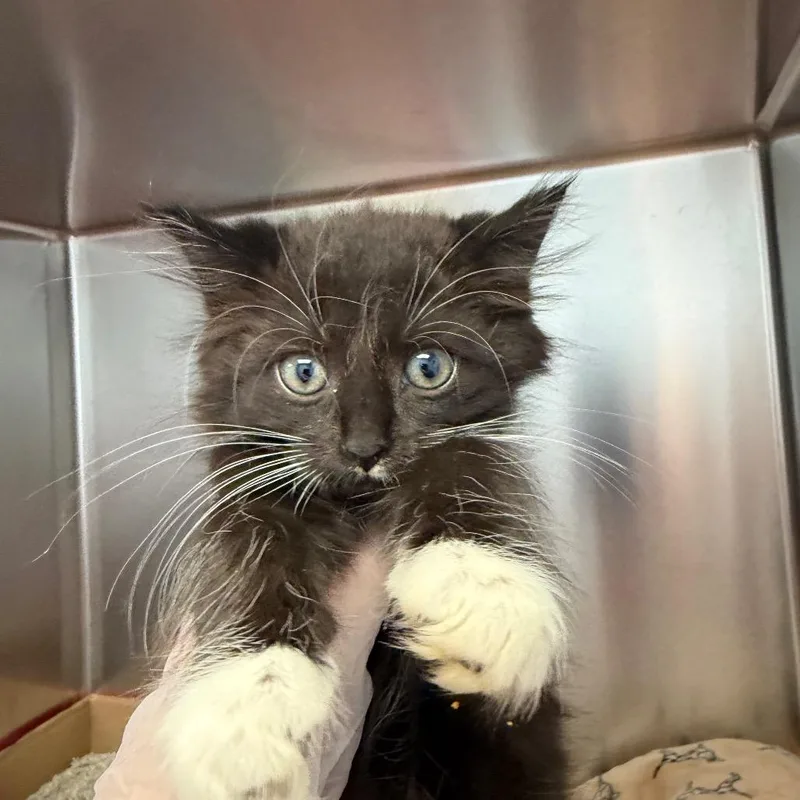 A baby small-sized male Black Domestic Long Hair cat named Kayak for adoption in Martinsville, VA