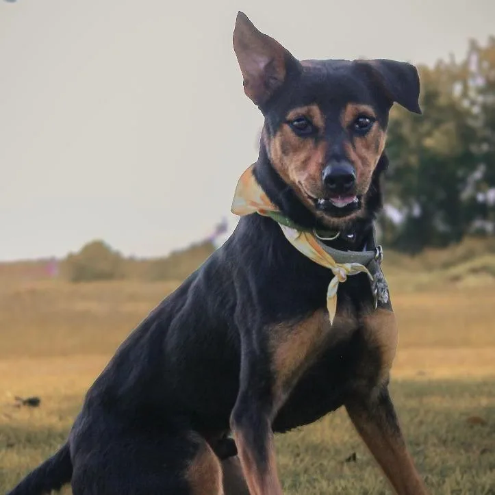 An adult medium-sized male Black Mixed Breed dog named Zoro for adoption in Lake Jackson, TX