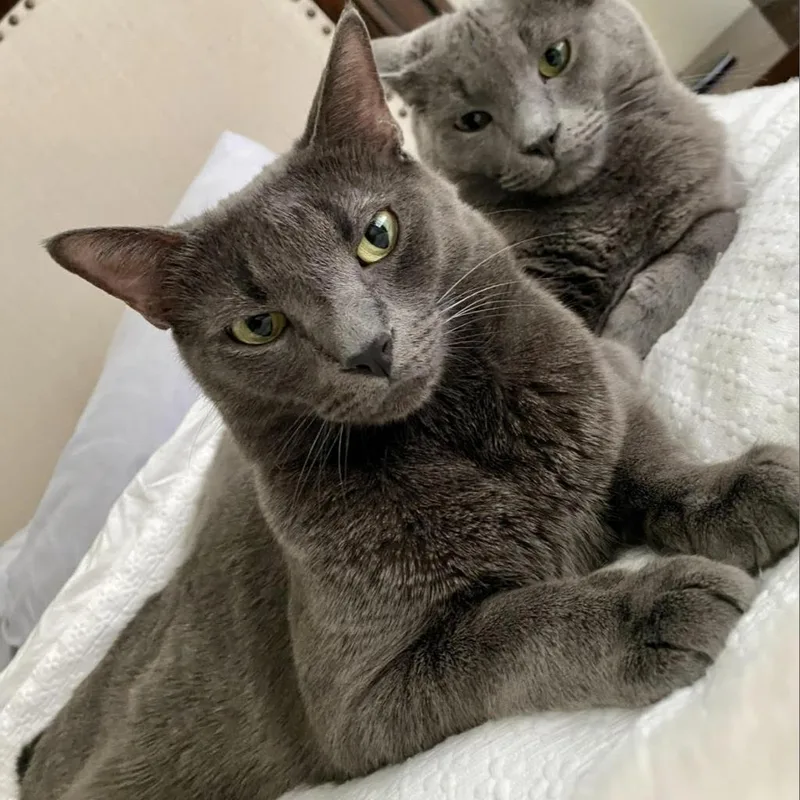 A senior medium-sized male Gray / Blue / Silver Domestic Short Hair cat named Grayson for adoption in Columbia, MO