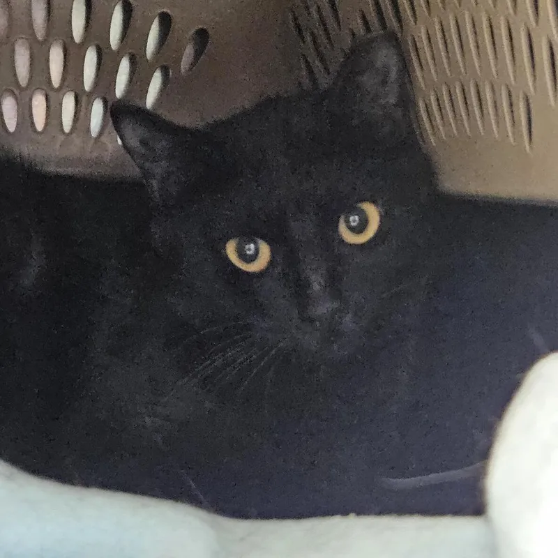 An adult medium-sized male Black Domestic Short Hair cat named Quinn for adoption in Fairport, NY