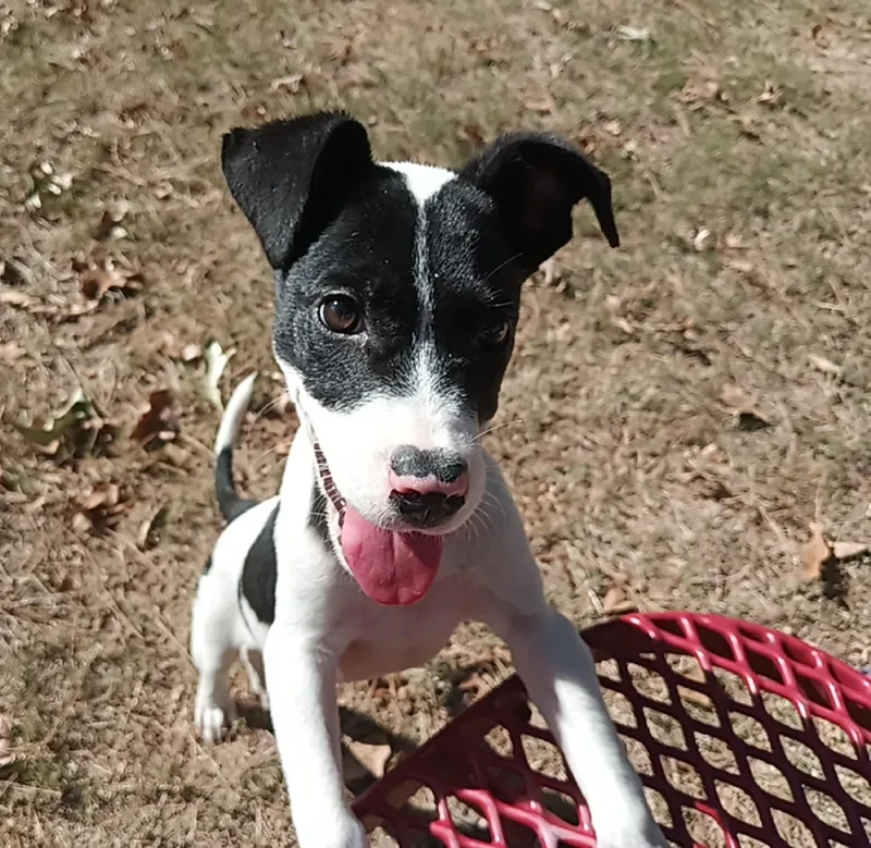 A baby small-sized male Mixed Breed dog named Spook for adoption in North Little Rock, AR