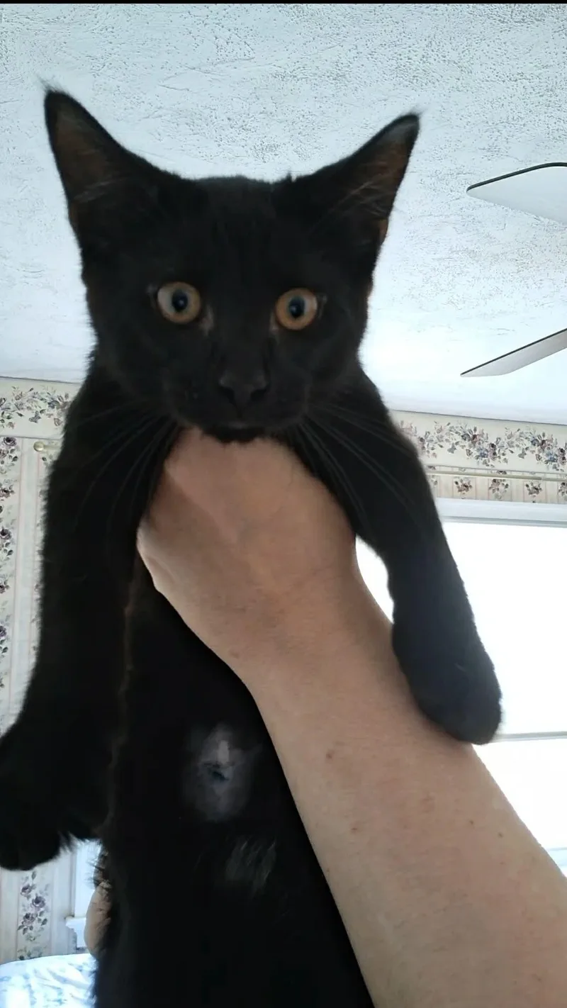 A baby medium-sized male Black Domestic Short Hair cat named Pipsqueak for adoption in Yardley, PA