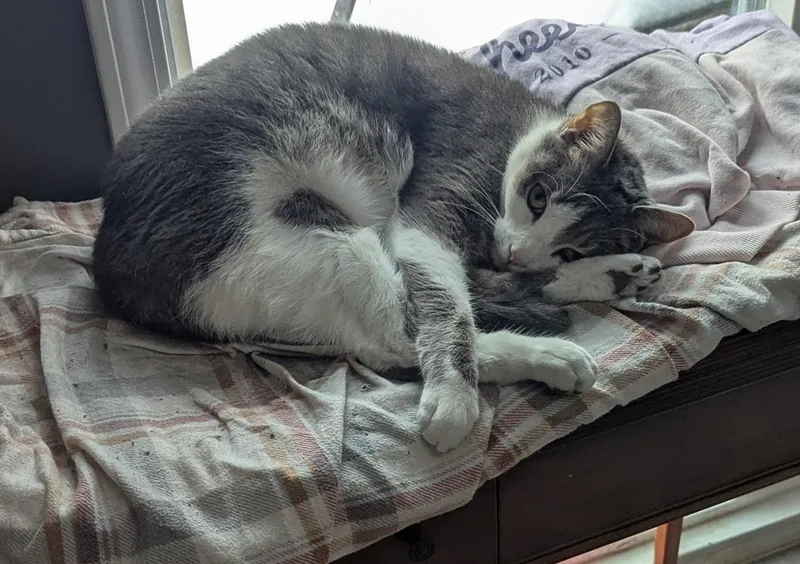 An adult medium-sized male Gray & White Domestic Short Hair cat named Starsky for adoption in Kalamazoo, MI