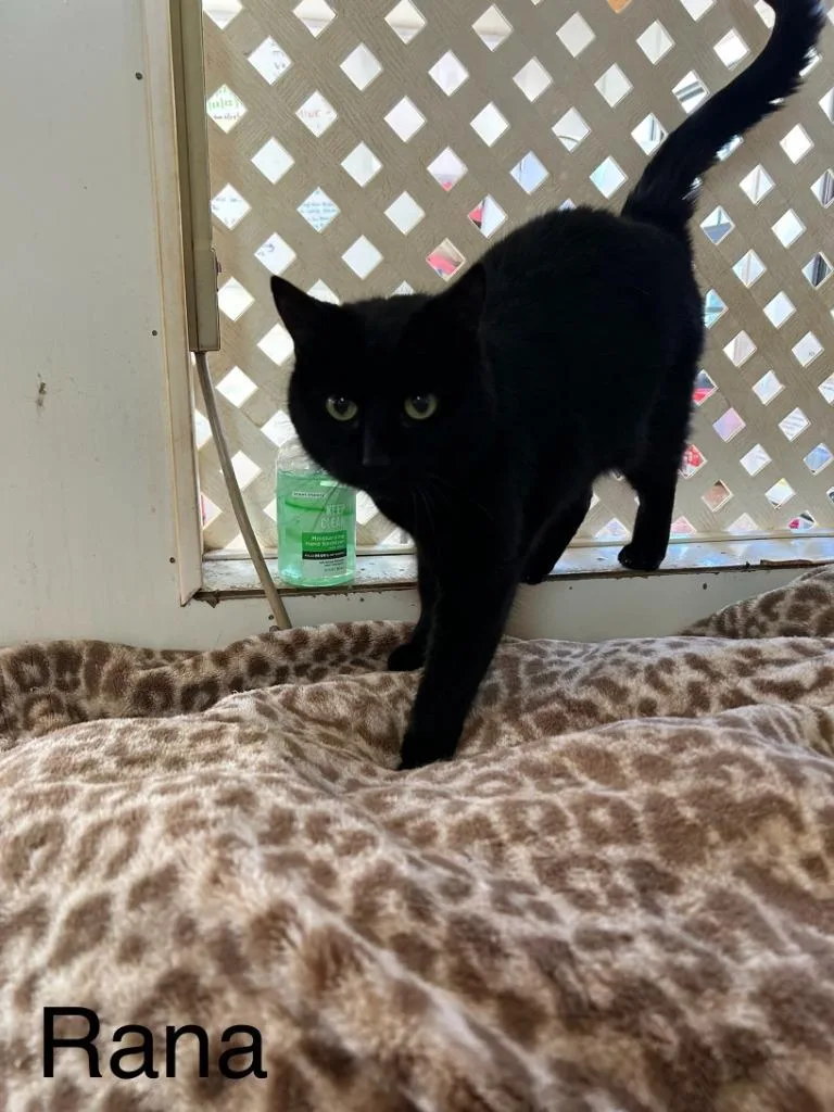 A senior small-sized female Domestic Short Hair cat named Rana for adoption in Berlin, MD