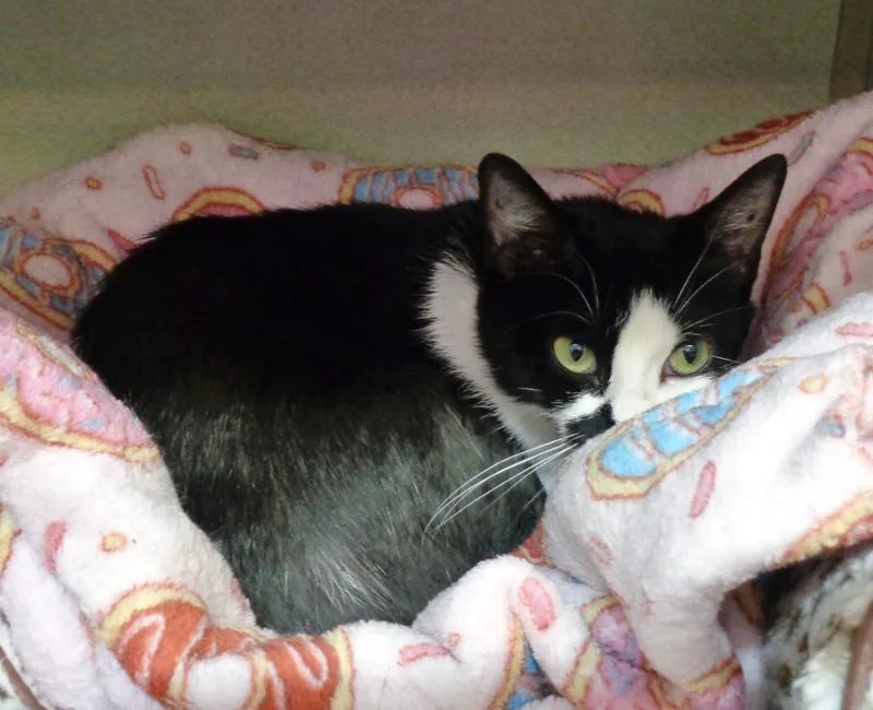 A young medium-sized female Black & White / Tuxedo Domestic Short Hair cat named Bay for adoption in Delhi, NY