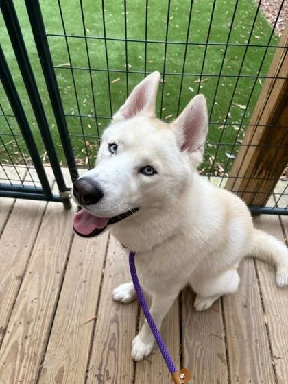 Koda Fkatruffula thumbnail 2