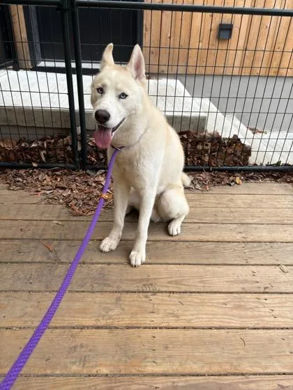 Koda Fkatruffula thumbnail 3