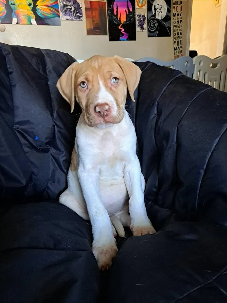 A baby medium-sized female Hound dog named Emma for adoption in Shawnee, OK