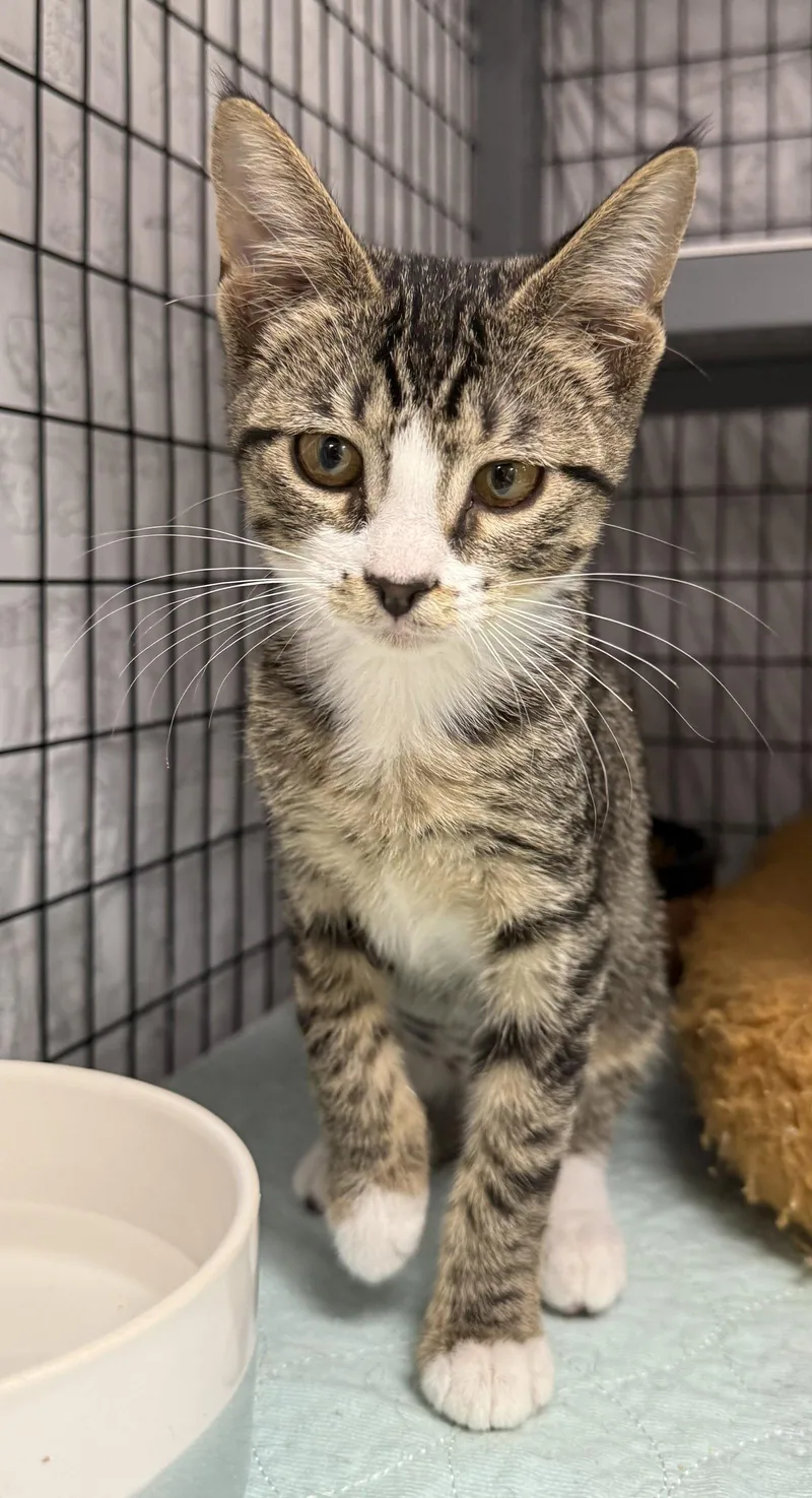 A young medium-sized female Domestic Short Hair cat named Butterhead for adoption in Satellite Beach, FL
