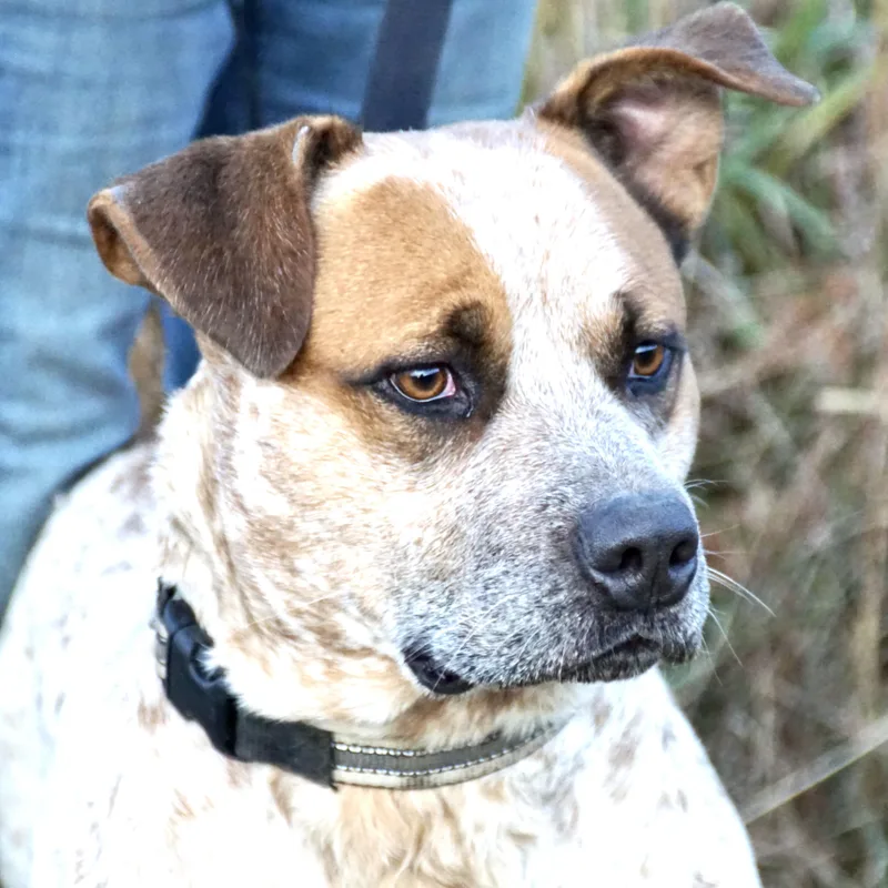 Bluey  S thumbnail 4