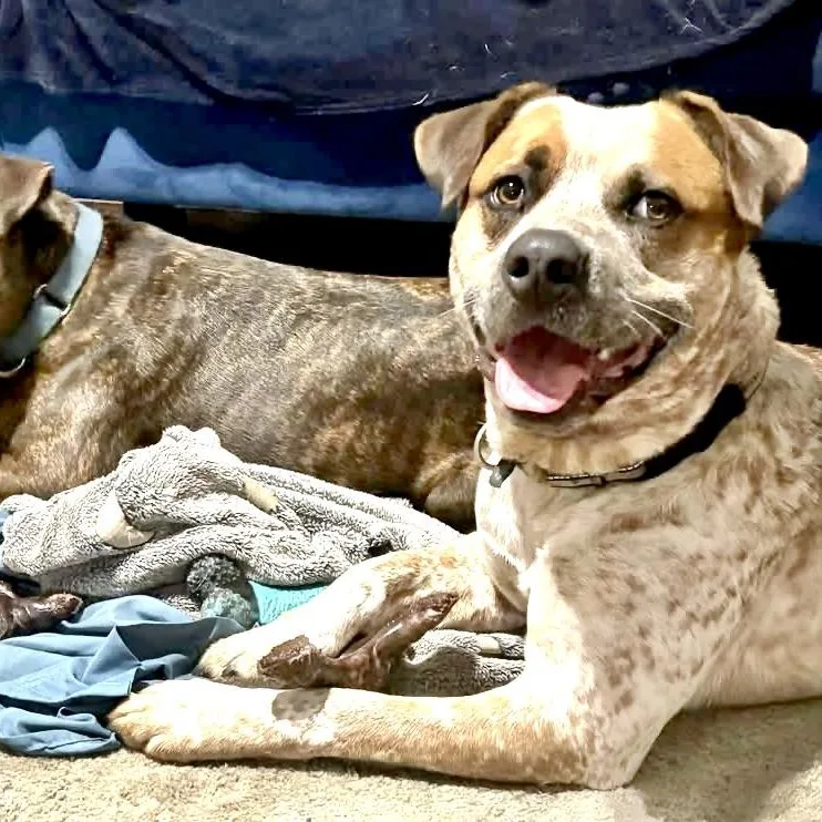 Bluey  S thumbnail 5