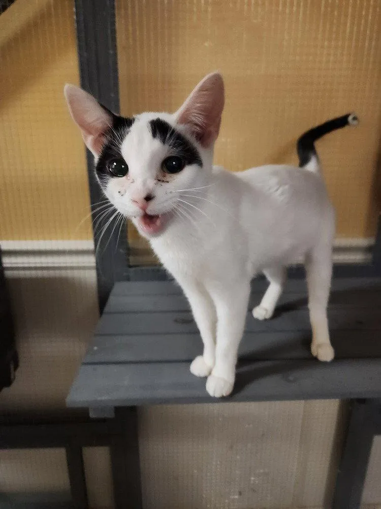 An adult medium-sized female Black & White / Tuxedo Domestic Short Hair cat named Mistletoe for adoption in O'Fallon, MO