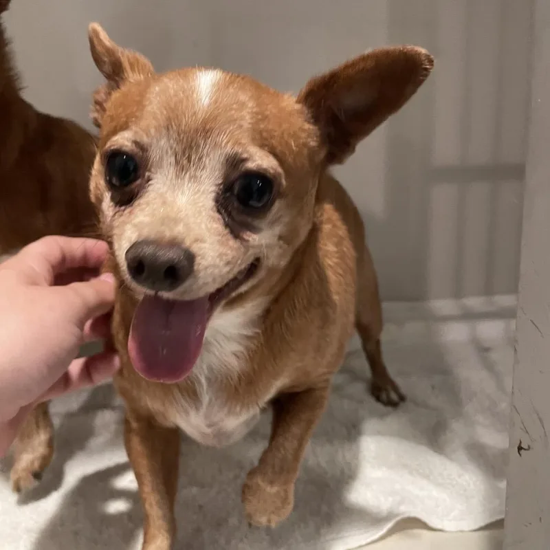 An adult small-sized male Brown / Chocolate Chihuahua dog named Sammy for adoption in Port Charlotte, FL