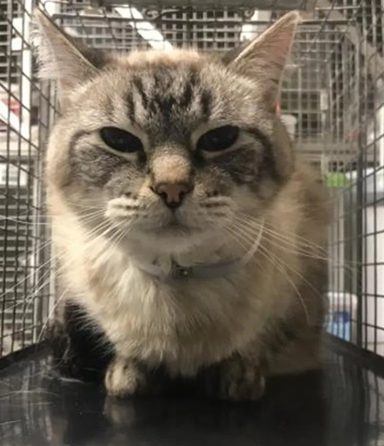 An adult small-sized male Domestic Short Hair cat named Robert for adoption in Conroe, TX