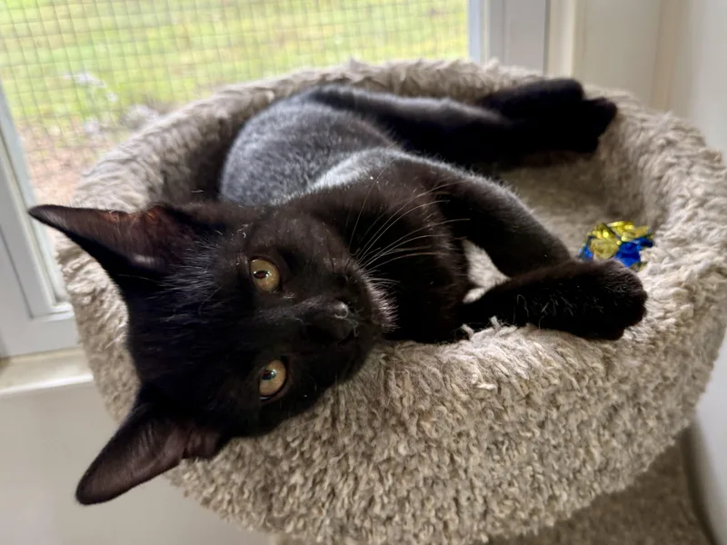 A young small-sized male Domestic Short Hair cat named Twister for adoption in Ashland, OH