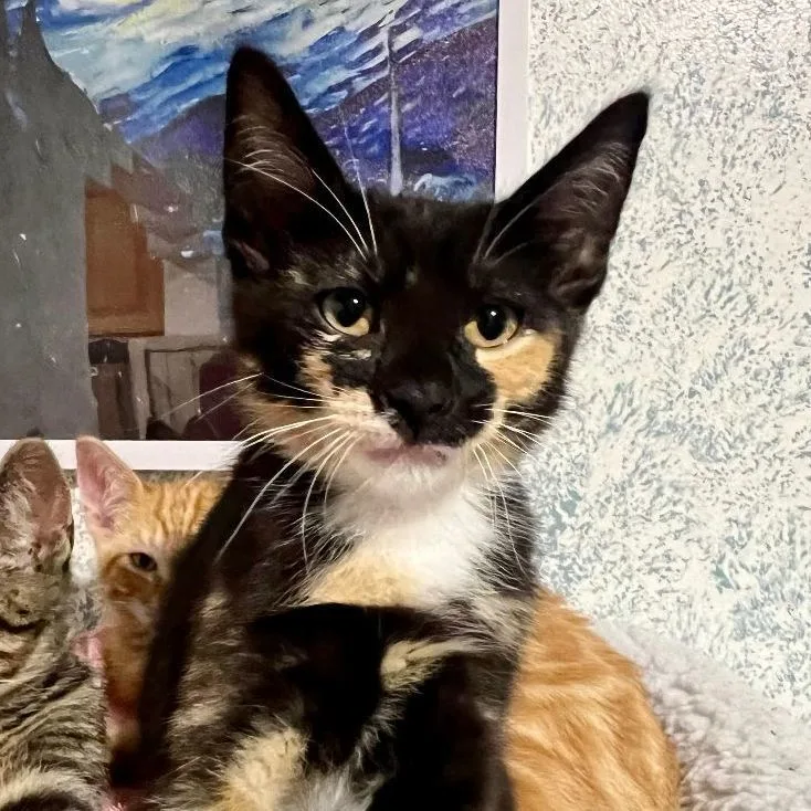 Dorothea thumbnail 3