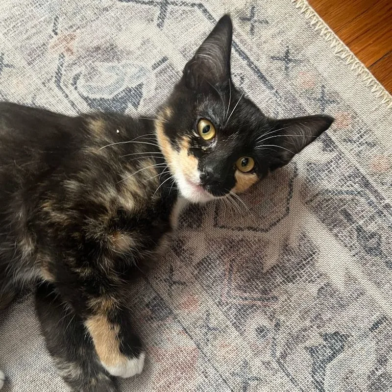 Dorothea thumbnail 4