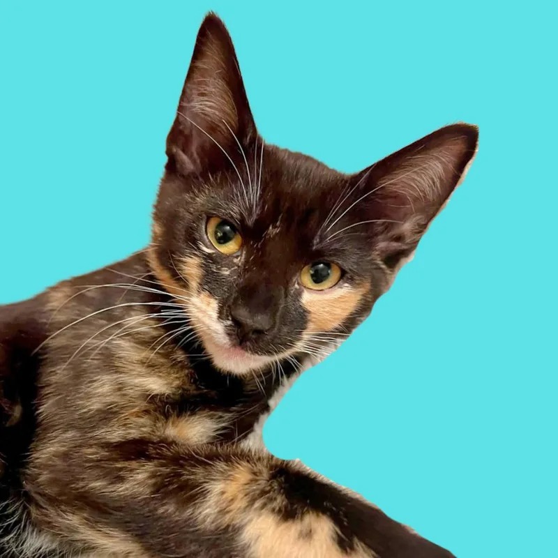 Dorothea thumbnail 5