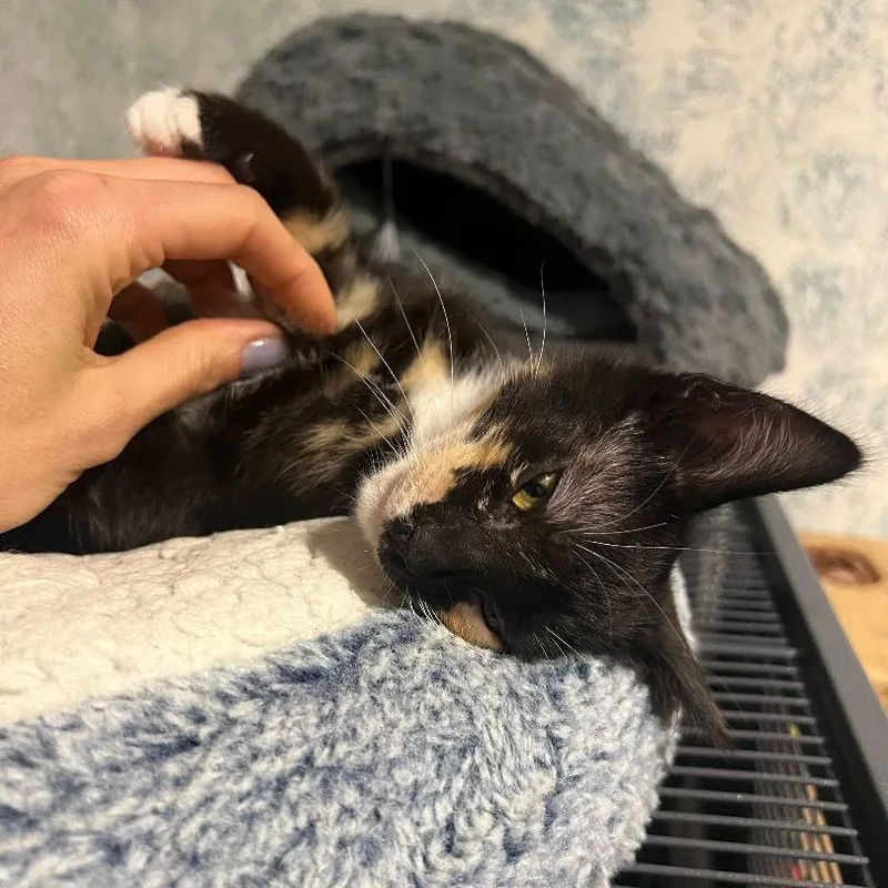 Dorothea thumbnail 6