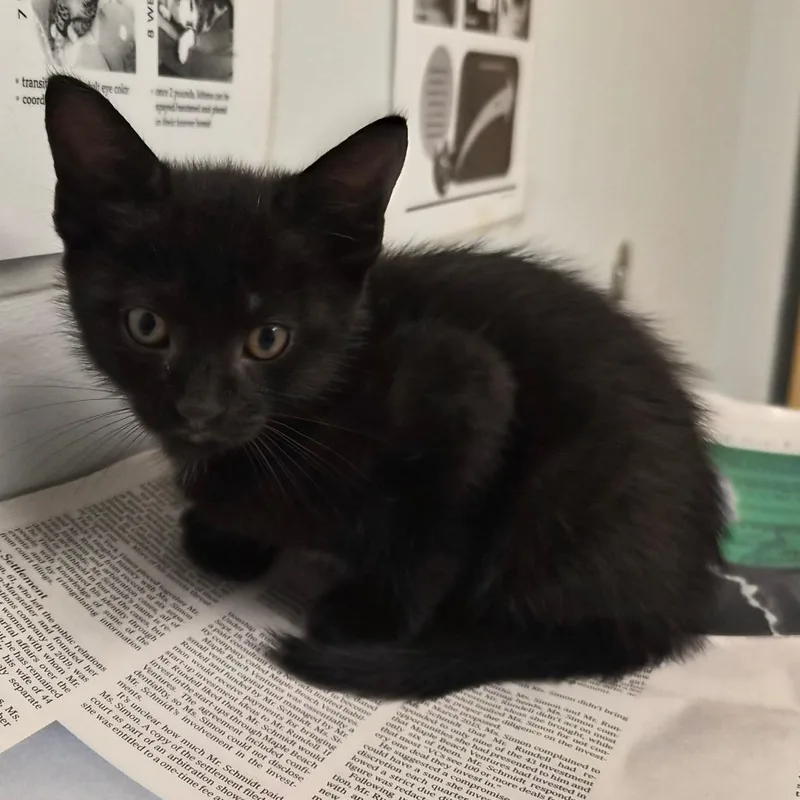 A baby small-sized male Black Domestic Medium Hair cat named God of Thunder for adoption in Jacksonville, FL