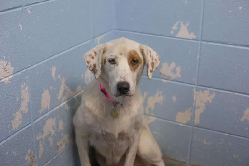An adult medium-sized female Australian Shepherd dog named Poppy for adoption in Mountain Home, AR
