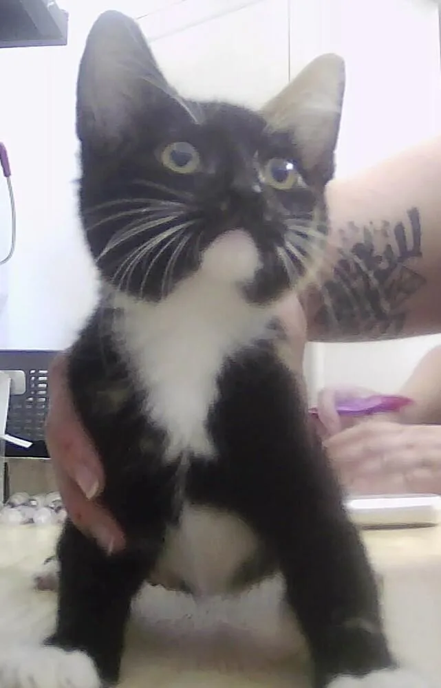 A baby small-sized female Domestic Short Hair cat named Calista for adoption in Anoka, MN