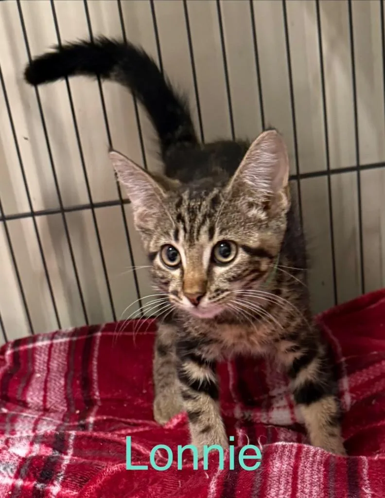 A baby small-sized male Domestic Short Hair cat named Lonnie for adoption in Saint Francisville, LA