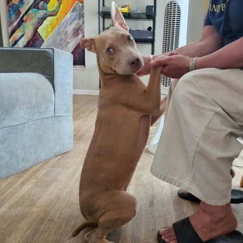 A baby medium-sized female Yellow / Tan / Blond / Fawn Pit Bull Terrier dog named Pretty for adoption in Broken Arrow, OK