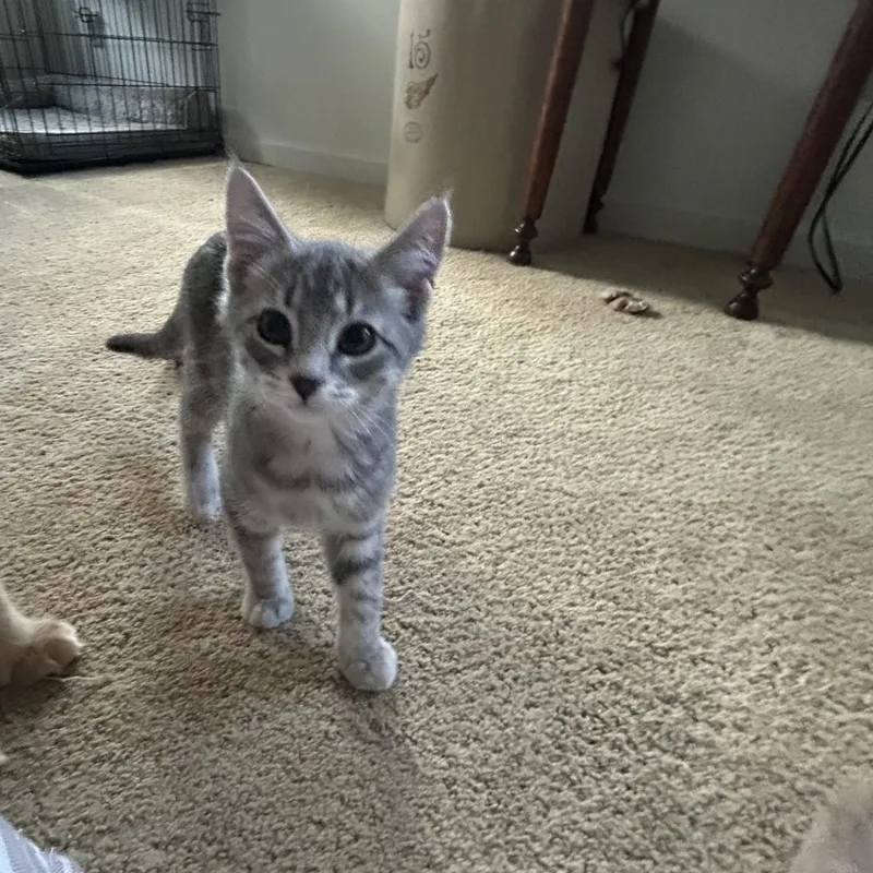A baby medium-sized male Tabby (Gray / Blue / Silver) Domestic Short Hair cat named O'reilly for adoption in Springdale, AR