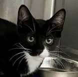 A baby medium-sized male Domestic Short Hair cat named Griddle for adoption in Santa Cruz, CA