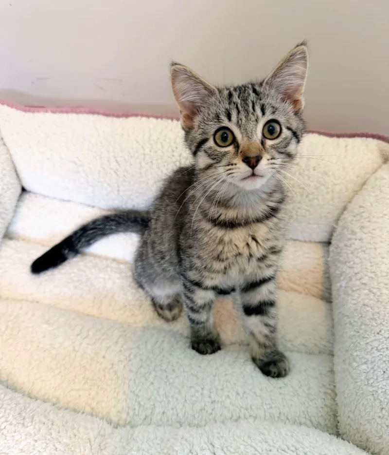 A baby medium-sized male Tabby (Brown / Chocolate) Domestic Short Hair cat named Banjo for adoption in Murfreesboro, TN