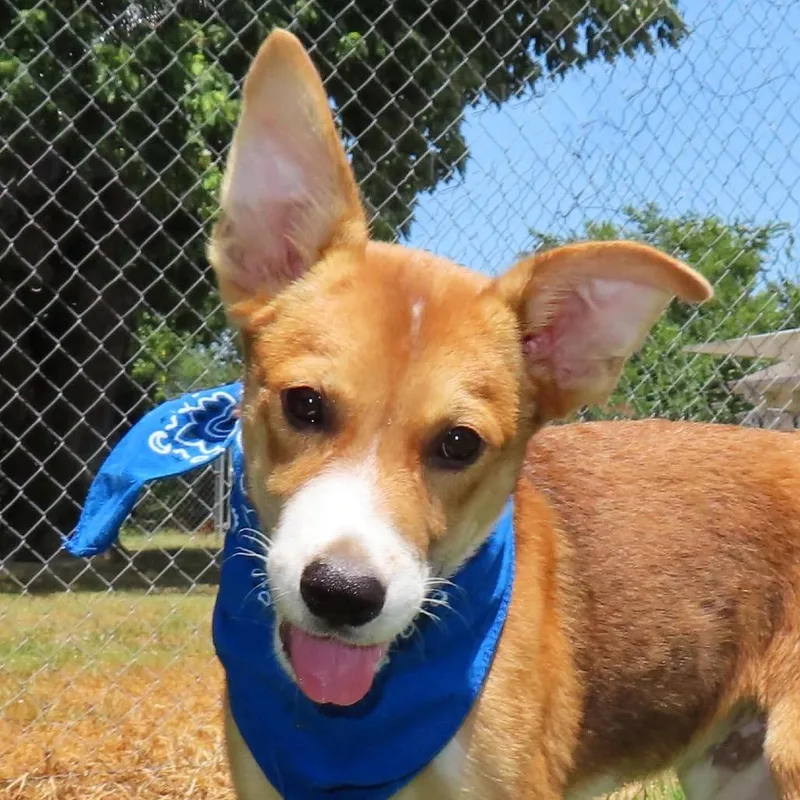 A baby small-sized male Basenji dog named Ernie for adoption in Wadena, MN