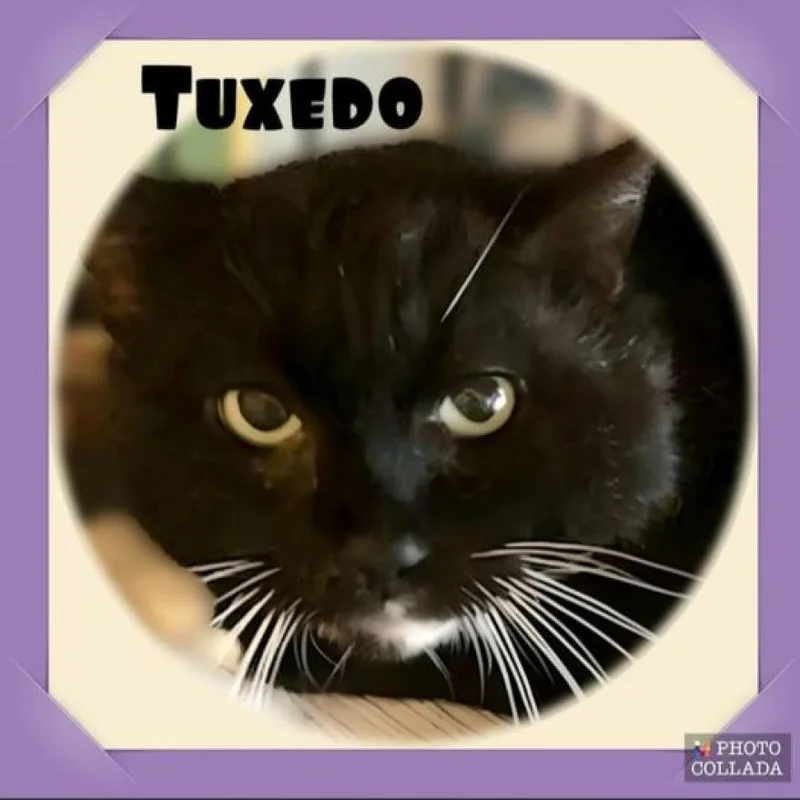 Tuxedo thumbnail 2