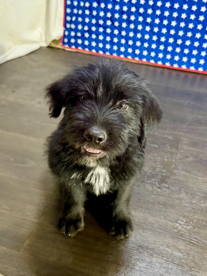 A baby medium-sized male Black Labradoodle dog named Grant for adoption in Hartford, KY