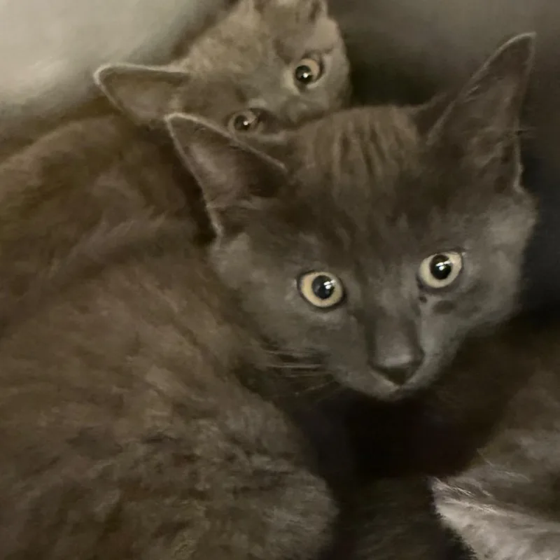 A baby small-sized male Gray / Blue / Silver Domestic Short Hair cat named King for adoption in Lake Panasoffkee, FL