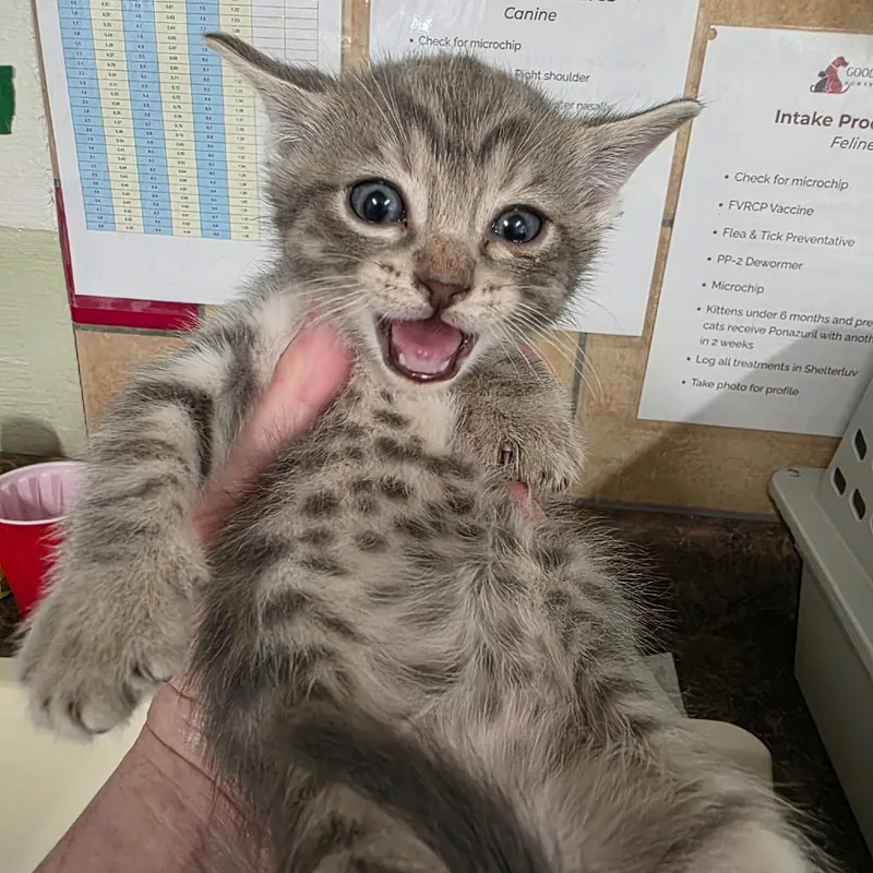 A baby small-sized male Gray / Blue / Silver Domestic Short Hair cat named Ivysaur for adoption in Eureka Springs, AR