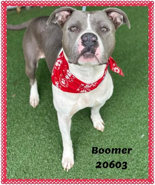 Boomer
