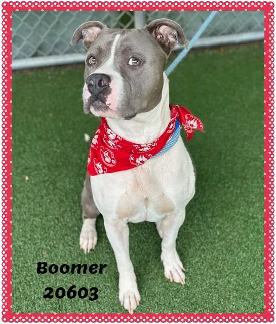 Boomer thumbnail 2