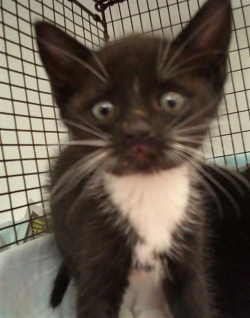 A baby small-sized female Domestic Short Hair cat named Chesnie for adoption in Fort Lauderdale, FL