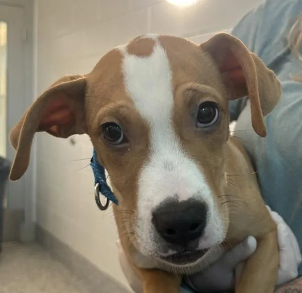 A baby medium-sized male Boxer dog named Johnson for adoption in Golden, CO