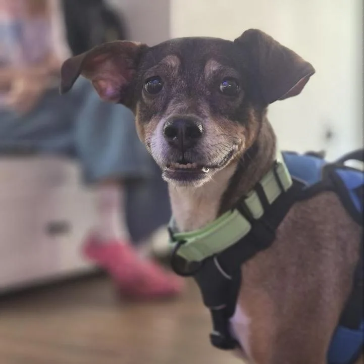 A senior medium-sized female Brown / Chocolate Mixed Breed dog named Aubrey for adoption in Wantagh, NY