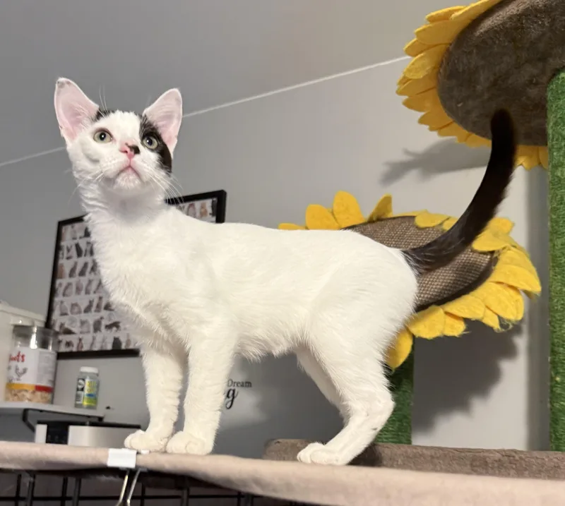 A baby medium-sized female Domestic Short Hair cat named Brylar  your new for adoption in South Lyon, MI