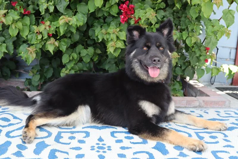 A young large-sized female Bicolor German Shepherd Dog dog named April Von Ahnsen for adoption in Los Angeles, CA