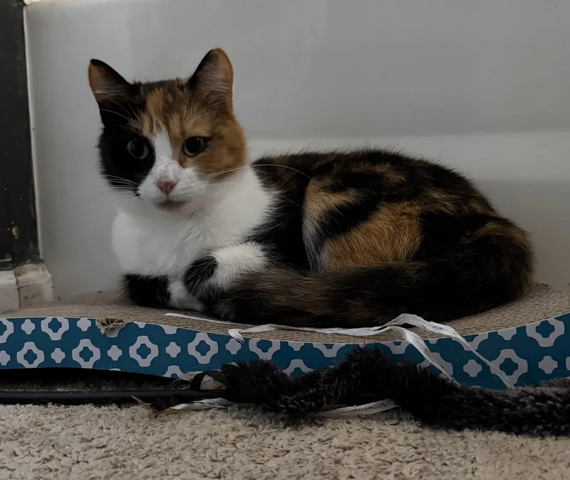 Mittsie