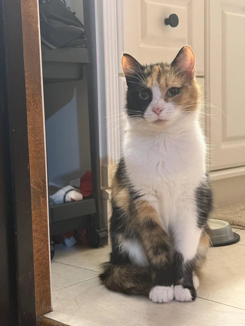 Mittsie thumbnail 2