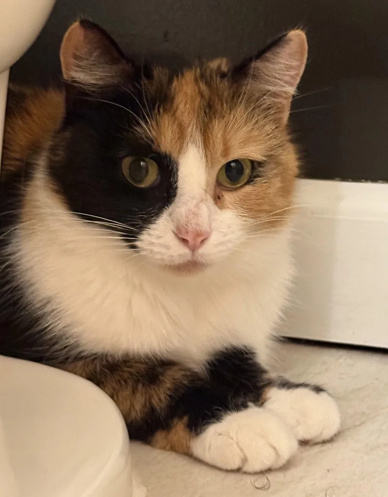 Mittsie thumbnail 3