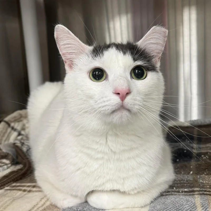 An adult medium-sized male Black & White / Tuxedo Domestic Short Hair cat named Prince for adoption in Winchendon, MA