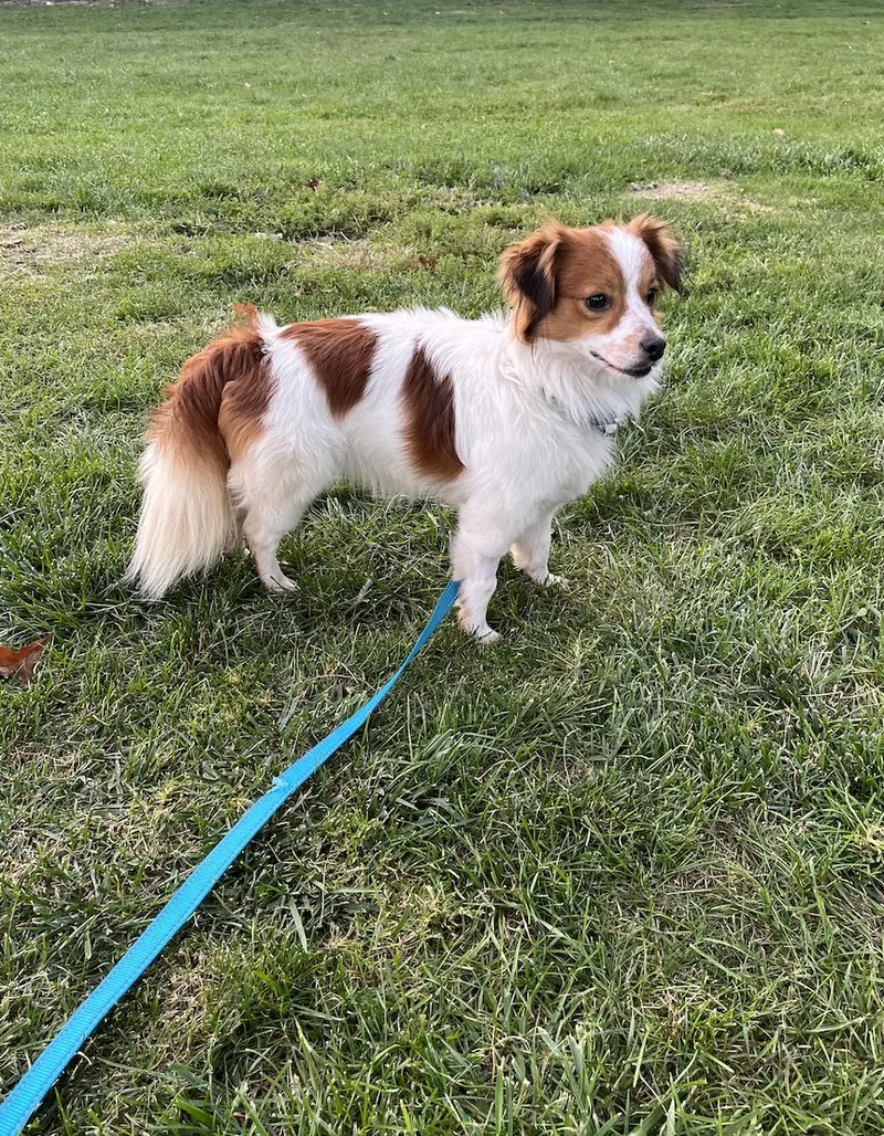 A young small-sized male Pomeranian dog named Gherkin for adoption in Mahwah, NJ