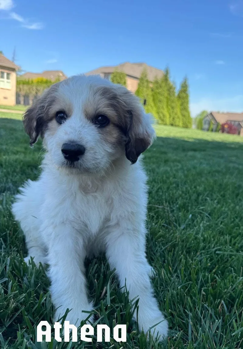 A baby large-sized female Apricot / Beige Great Pyrenees dog named Athena for adoption in Spring hill, TN