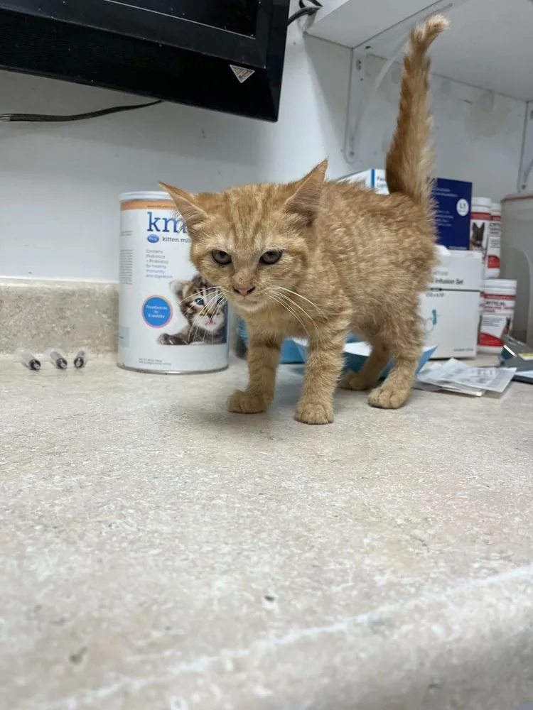 A young small-sized female Tabby (Orange / Red) Domestic Short Hair cat named Zuri for adoption in Ontario, CA